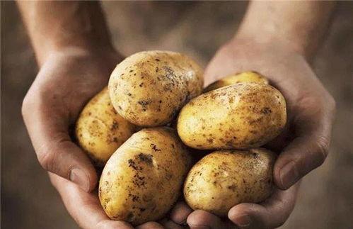 土豆bug直播吃瓜视频