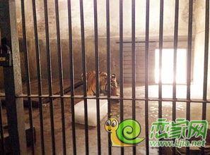 邯郸视频吃瓜,揭秘网络热传事件背后的真相