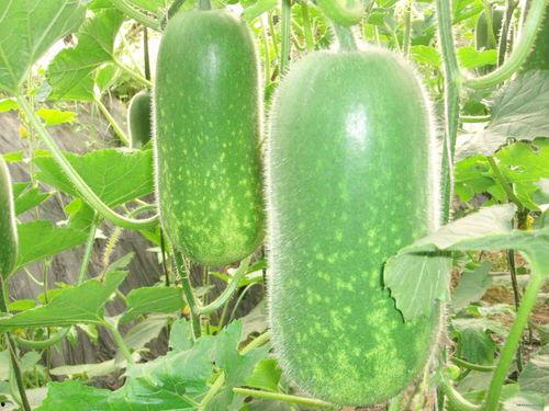 吃烧瓜减肥视频大全高清,跟着烧瓜减肥视频大全，高清教程助你健康瘦身