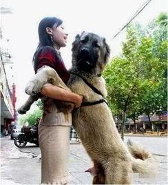 狗和美女吃瓜视频大全,趣味视频大盘点