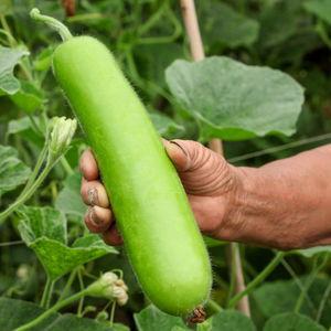 瓠瓜可以刷碗吃吗视频,刷碗神器，健康环保生活新选择