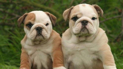 斗牛犬可吃佛手瓜吗视频,揭秘佛手瓜的适宜性