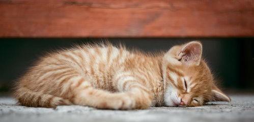 重庆吃瓜猫咪事件视频